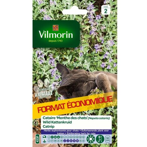Vilmorin - Cataire Menthe Chats Gm Vl 2
