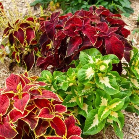 Vilmorin - Coleus Arc-en-ciel amélioré