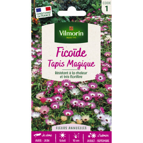 Ficoïde tapis magique – Plante tapissante résistante à la chaleur – Fleurs vives de blanc à violet – Semis d'Avril à Juin en plein soleil – Vilmorin