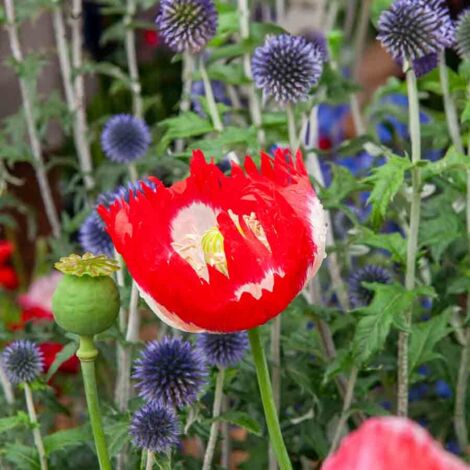 Vilmorin - Pavot Drapeau Danois
