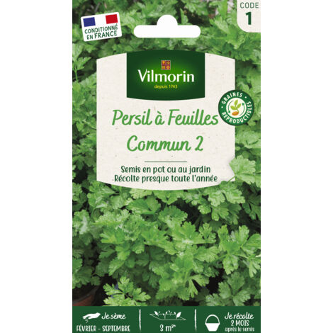 Vilmorin - Persil Commun 2 officinal