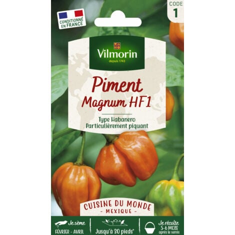 Vilmorin - Piment Magnum Orange Cuisine du Monde