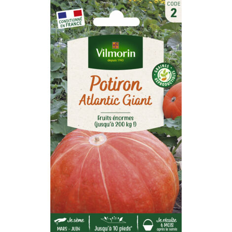 Vilmorin - Potiron Atlantic Giant (fruits énormes)