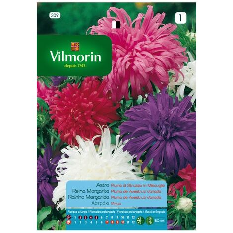 Vilmorin Queen Graines Margarita Feather Ostrich variait S-1, 0,8 gr