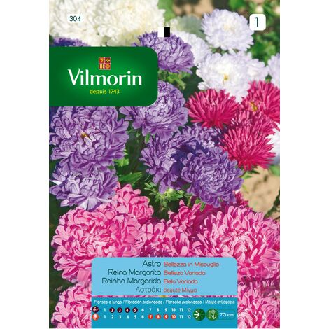 Vilmorin Queen Seeds Margarita Vari Beaut S-1, 0.8 gr