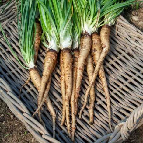 Vilmorin - Salsifis Mammouth