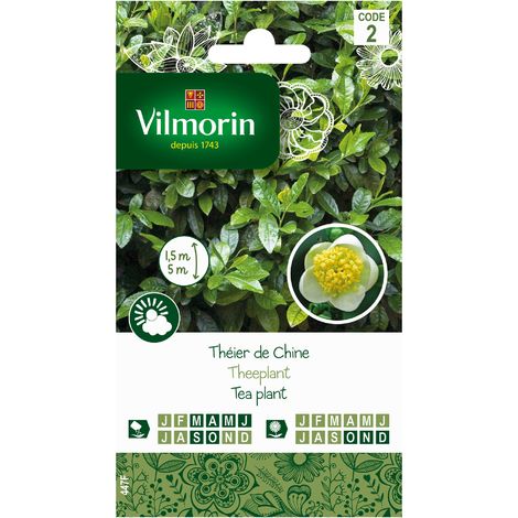 sachet graines Th/éier de Chine Camellia sinensis vilmorin Vilmorin