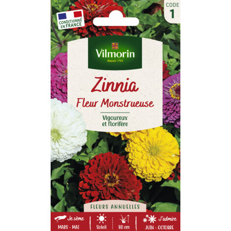 Zinnia à fleur monstrueuse – Graines de fleurs colorées – Floraison de juin à octobre – Exposition ensoleillée – Diamètre des fleurs 10-12 cm – Vilmorin