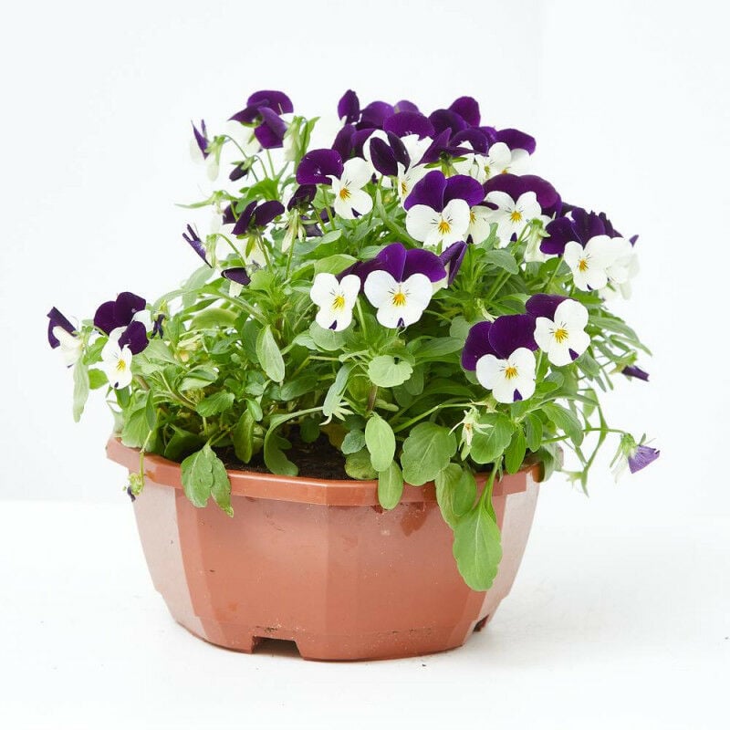 

VIOLA M-11 - Tarrina 20cm