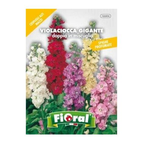Violaciocca Gigante Doppia in Miscuglio - Fioral