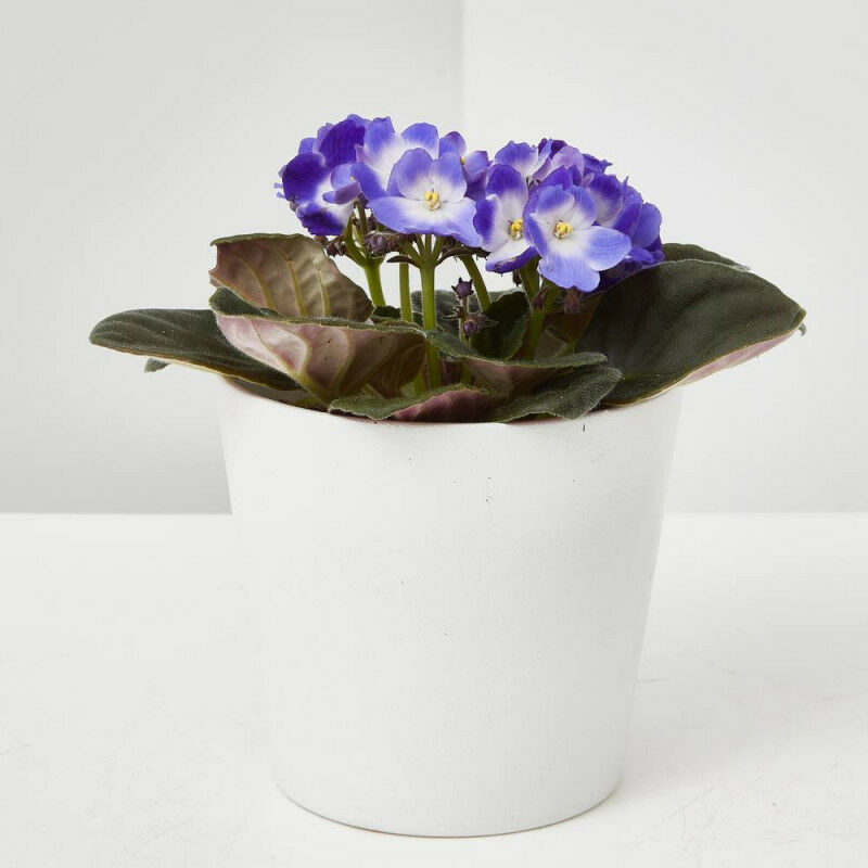 

Violeta Africana Maceta 12 Cm
