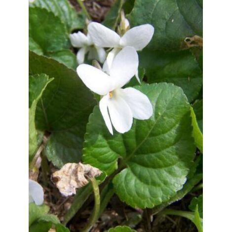 Violette à parfum 'Alba' Godet de 8/9 cm