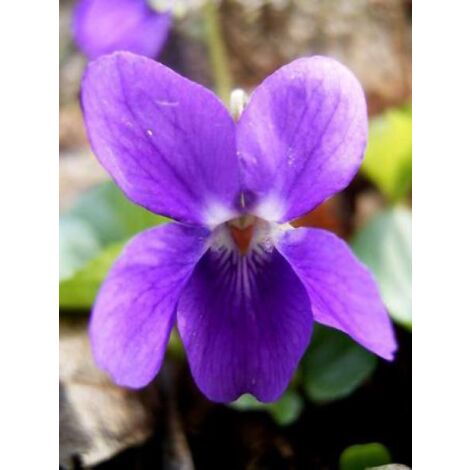 Violette à parfum Godet de 8/9 cm