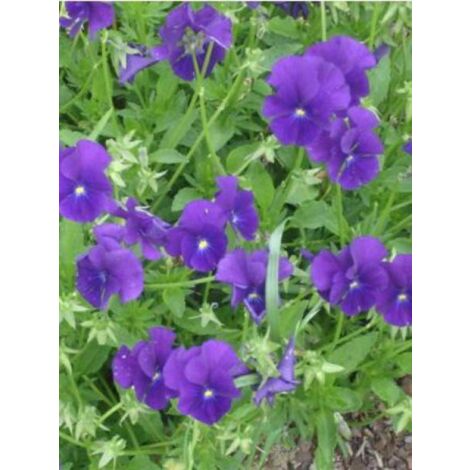 Violette cornue 'Martin' Godet de 8/9 cm
