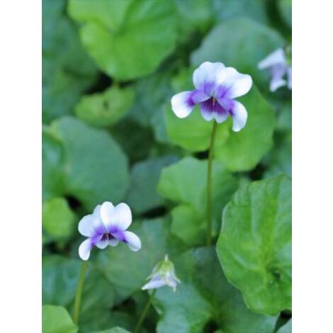 Violette lierre Godet de 8/9 cm