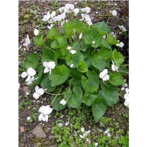 Violette sororia 'Albiflora' Godet de 8/9 cm
