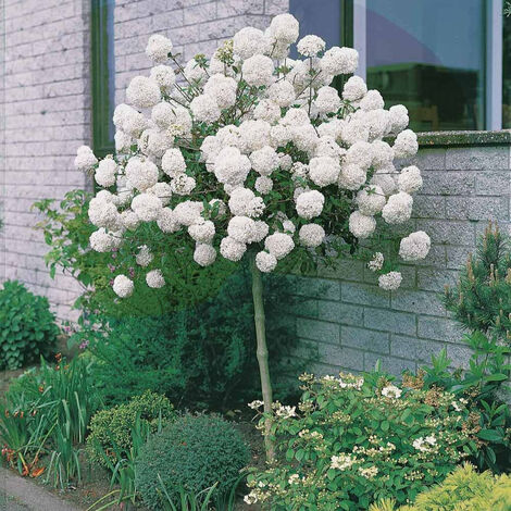 Viorne Boule de neige sur tige - La pièce en pot de 3 L. Tige de 60 cm. - Willemse