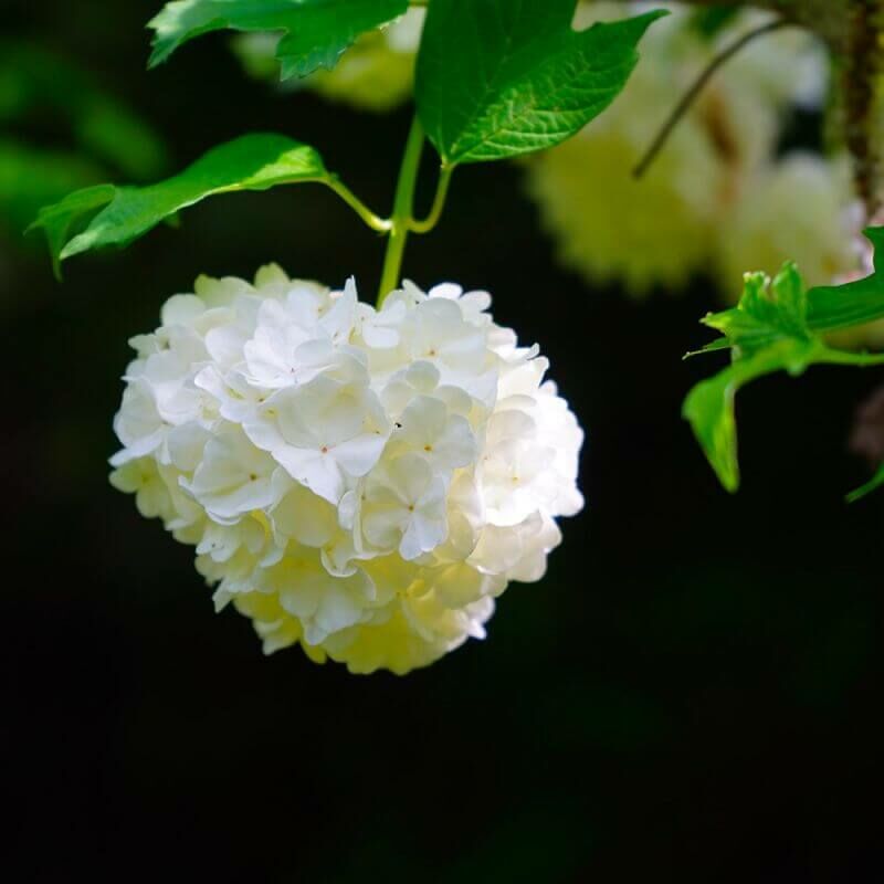 Viorne boule de neige odorante (Viburnum Carlcephalum) - Godet 9cm