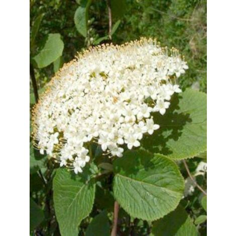 Viorne cotonneuse Pot de 1,5L/2L