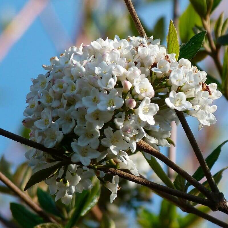 Viorne de Burkwood (Viburnum Burkwoodii) - Pot 9cm