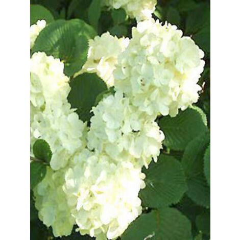 Viorne de Chine 'Grandiflorum' Pot de 2L/3L