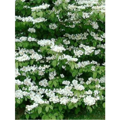 Viorne de Chine 'Mariesii' Godet de 8/9 cm