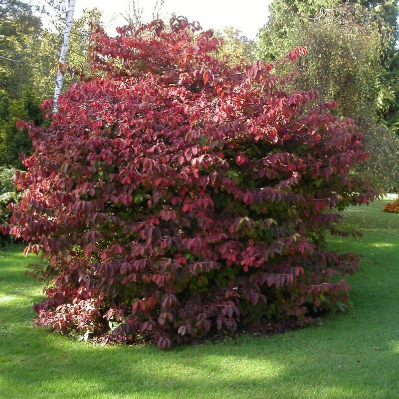 Viorne de Chine Kilimandjaro® Sunrise 'JWW5'/Pot de 4L