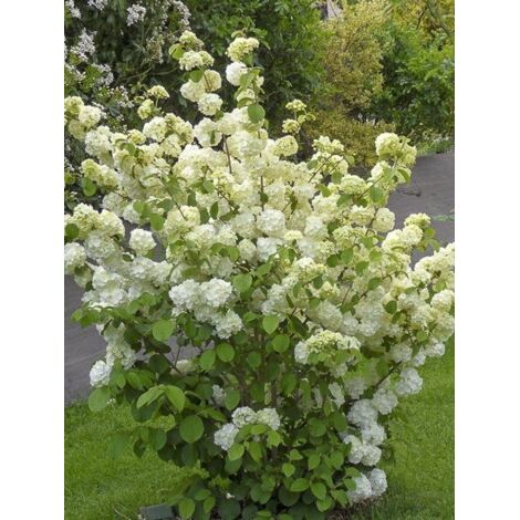 Viorne de Chine 'Popcorn' Pot de 3L/4L