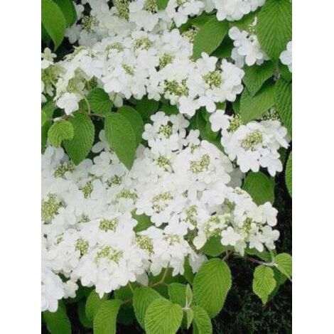 Viorne de Chine 'Shasta' Pot de 3L/4L