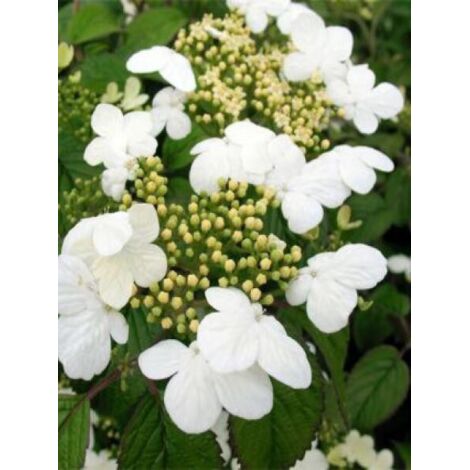 Viorne de Chine 'Summer Snowflake' Pot de 2L/3L