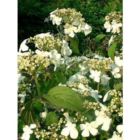 Viorne de Chine 'Watanabe' Godet de 8/9 cm