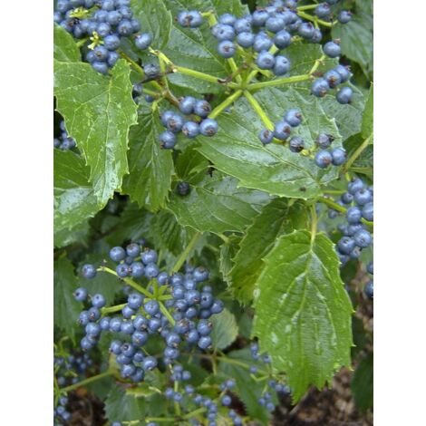 Viorne dentée 'Blue Muffin' Pot de 12L/15L
