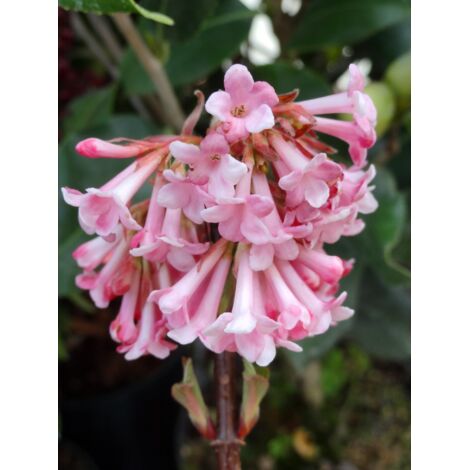 Viorne d'hiver 'Dawn' Pot de 6L/7L