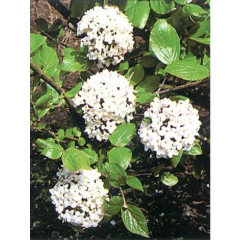 Viorne du Burkwood 'Ann Russel' Pot de 3L/4L