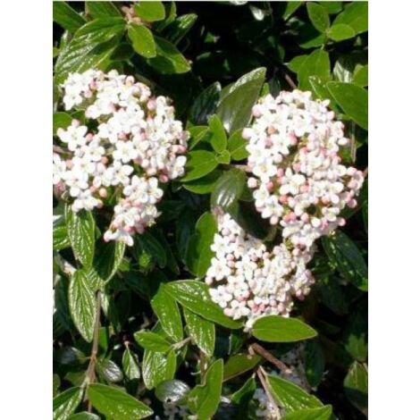 Viorne du Burkwood 'Conoy' Pot de 4L/5L