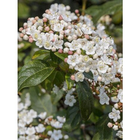 Viorne 'Jermyns Globe' Pot de 3L/4L 30/40cm