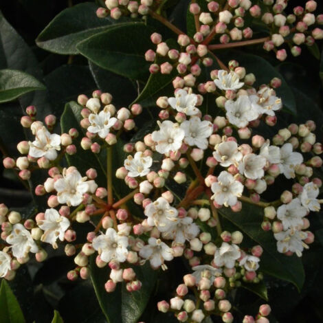 Viorne, Laurier Tin, Viburnum/Pot de 1,5L - 10/20 cm