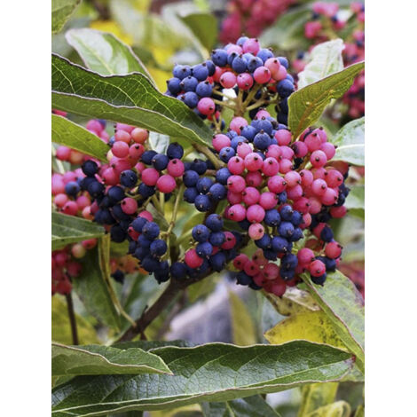 Viorne nudum 'Pink Beauty' Pot de 3L/4L