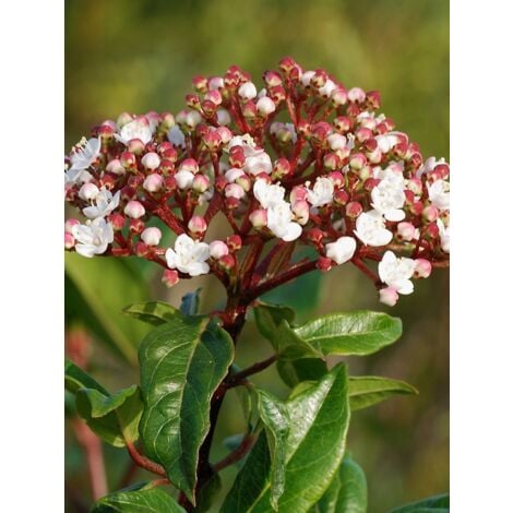 Viorne tin, Laurier tin Godet de 8/9 cm