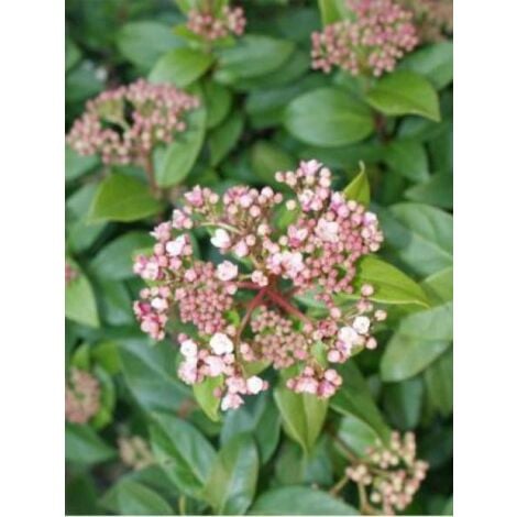 Viorne tin, Laurier tin 'Gwenlian' Godet de 8/9 cm