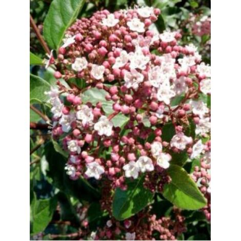 Viorne tin, Laurier tin 'Lisarose'® Pot de 3L/4L