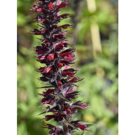 Vipérine 'Red Fathers' Godet de 8/9 cm