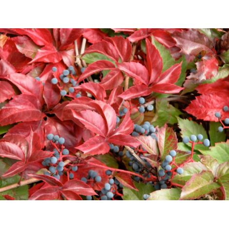 Vite americana "Parthenocissus tricuspidata Veitchii" pianta rampicante in vaso  19 cm h. 80/100 cm