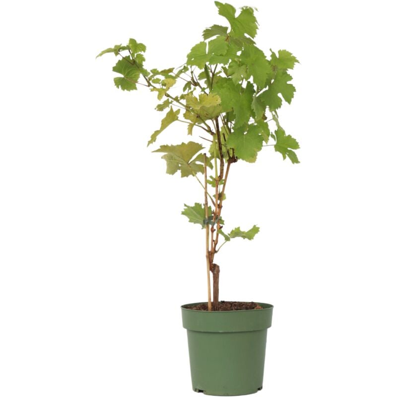 Vigne à raisin - Vitis vinifera 'Himrod' - Hauteur 60-75cm - ⌀21cm