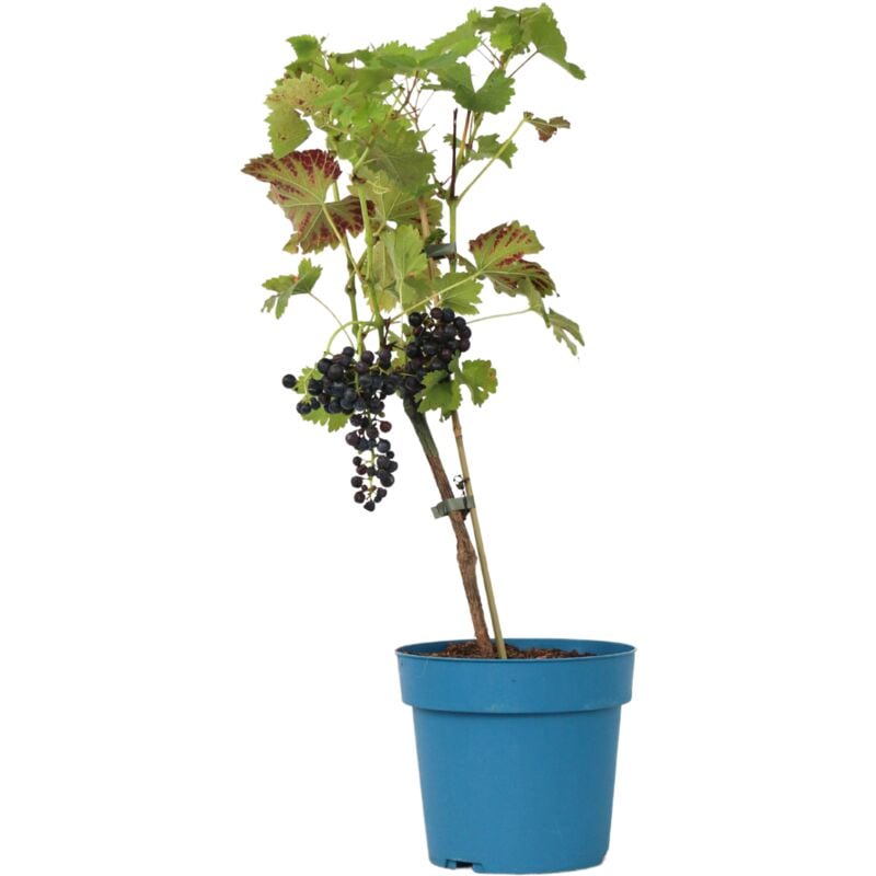 Vigne à raisin - Vitis vinifera 'Nero' - Hauteur 60-75cm - ⌀21cm
