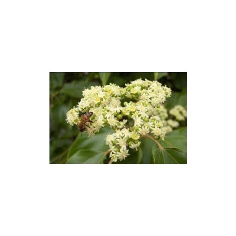 Vivaio Garden Forest – Arbre à miel Evodia Tetradium Danielli – Hauteur 80 cm – Hauteur adulte jusqu'à 20 mètres – Fleurs blanches parfumées de miel