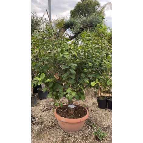 Vivaio Garden Forest – Citron 4 saisons arbre fruitier 70 cm h 180 cm – Fruits juteux et fleurs blanches – Plante ornementale à floraison continue