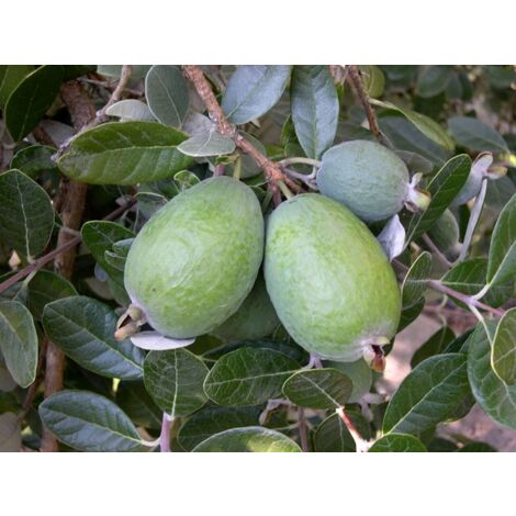 Vivaio Garden Forest – Feijoa sellowiana – Arbre fruitier autofertile – Fleurs blanches rosées avec étamines rouges – Fruits sucrés et parfumés
