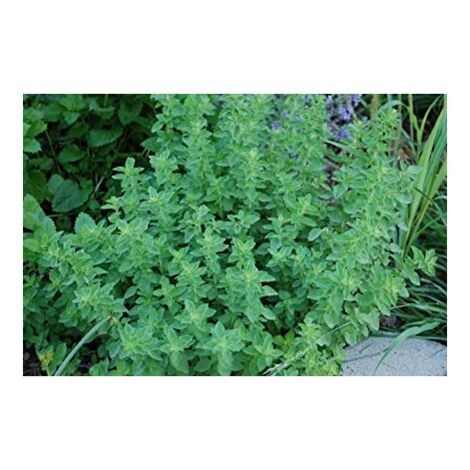 Vivaio Garden Forest – Plante d'origan vivace en pot 14cm – Feuillage aromatique – Pour cuisine et digestion – Propriétés toniques et désinfectantes