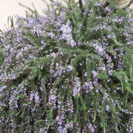 Vivaio Garden Forest – Romarin prostré en pot de 14 cm – Arbuste aromatique persistant – Fleurs violettes au printemps – Idéal pour jardins méditerranéens